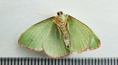 Nemoria rubrifrontaria