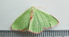 Nemoria rubrifrontaria