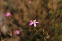 Centaurium cachanlahuen