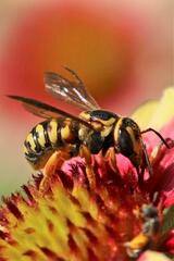 Dianthidium curvatum