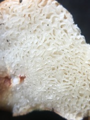 Zelleromyces
