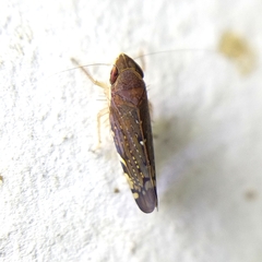 Portaninae
