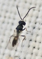 Miscogastrinae