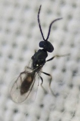 Miscogastrinae