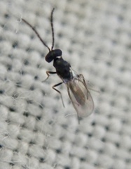 Miscogastrinae