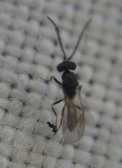 Miscogastrinae