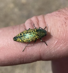 Buprestis confluenta