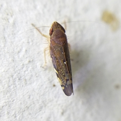 Portaninae