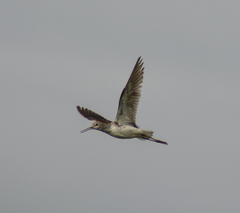 Tringa stagnatilis