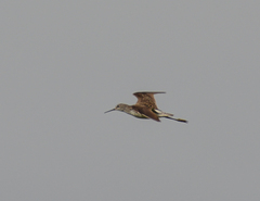 Tringa stagnatilis