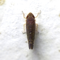 Portaninae
