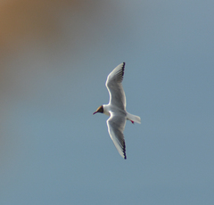 Chroicocephalus ridibundus