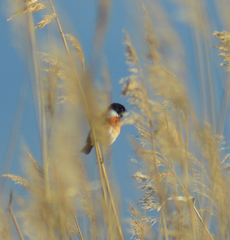 Saxicola maurus