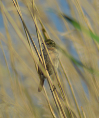 Saxicola maurus