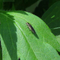 Agrilini