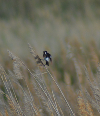 Saxicola maurus