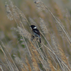 Saxicola maurus