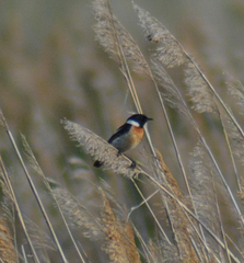 Saxicola maurus