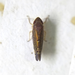 Portaninae