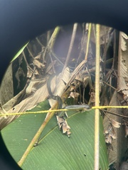 Chironius flavopictus