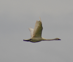 Cygnus cygnus