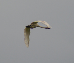Cygnus cygnus