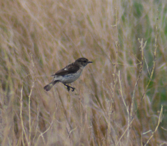 Saxicola maurus