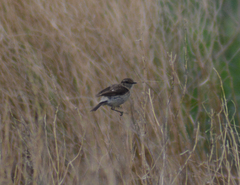 Saxicola maurus