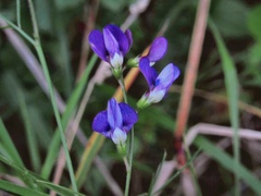Vicia setifolia