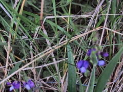 Vicia setifolia