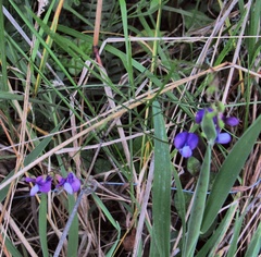 Vicia setifolia