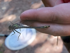 Stenogomphurus rogersi