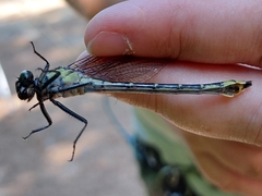 Stenogomphurus rogersi