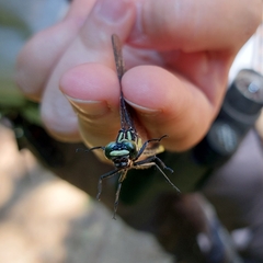 Stenogomphurus rogersi