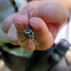 Stenogomphurus rogersi