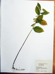 Polygonatum × desoulavyi