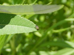 Cryptocephalus castaneus