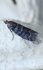 Ortholepis pasadamia