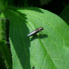 Agrilini