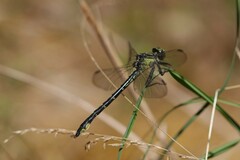 Stenogomphurus rogersi