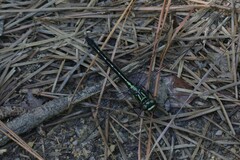 Stenogomphurus rogersi