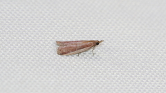Peoria roseotinctella