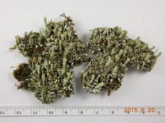 Cladonia asahinae