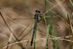 Stenogomphurus rogersi