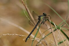 Stenogomphurus rogersi