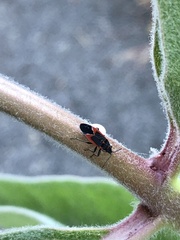 Melacoryphus admirabilis