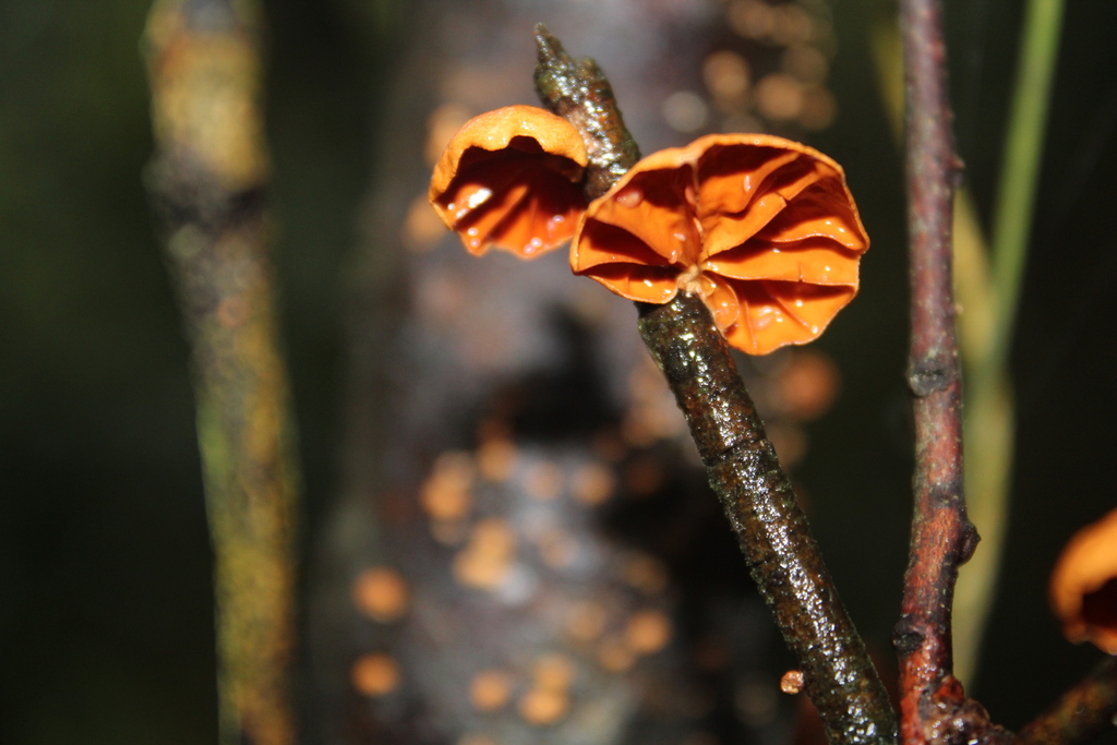 Anthracophyllum discolor · June 2022 · photo: © p_eregrina (iNaturalist, cc-by)