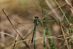 Stenogomphurus rogersi
