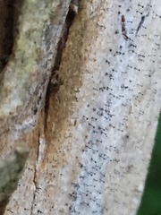 Chaenothecopsis debilis