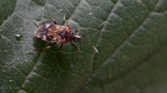 Neolethaeus dallasi